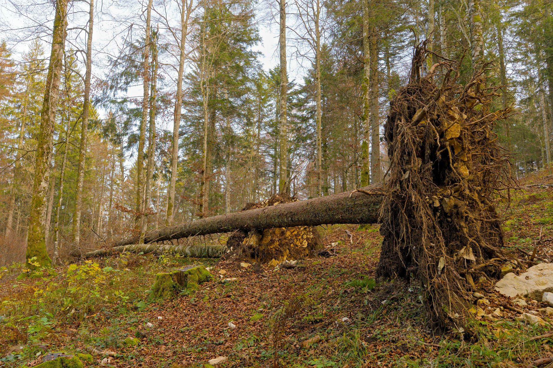 Enlèvement arbre urgence équipe à Rodez